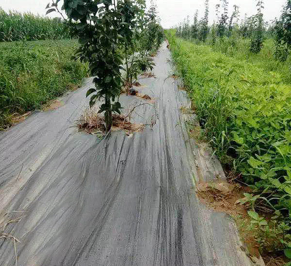 果園防草布